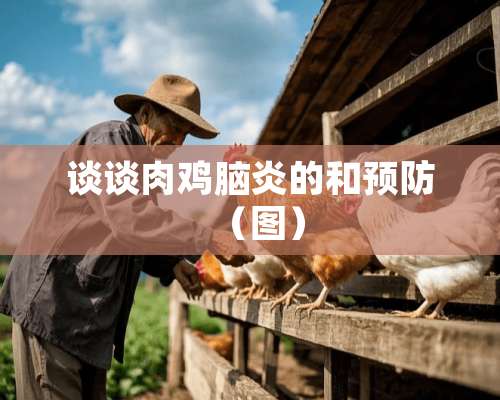 谈谈肉鸡脑炎的和预防（图）