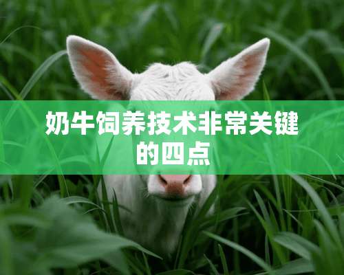 奶牛饲养技术非常关键的四点