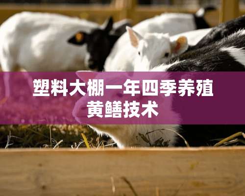 塑料大棚一年四季养殖黄鳝技术