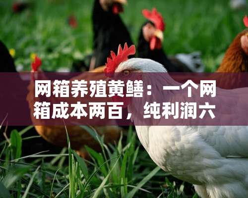 网箱养殖黄鳝：一个网箱成本两百，纯利润六百