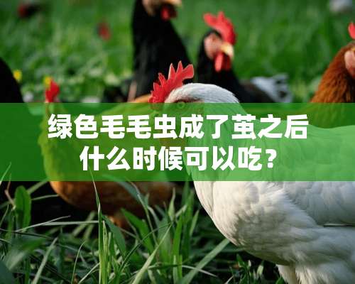 绿色毛毛虫成了茧之后什么时候可以吃？