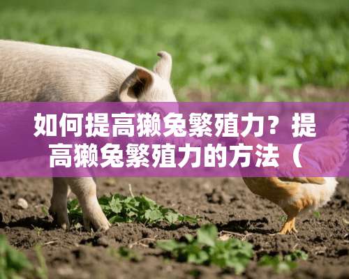 如何提高獭兔繁殖力？提高獭兔繁殖力的方法（图）