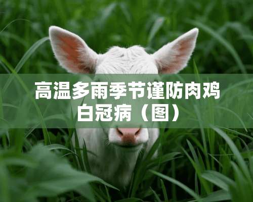 高温多雨季节谨防肉鸡白冠病（图）