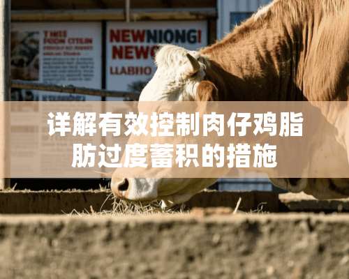 详解有效控制肉仔鸡脂肪过度蓄积的措施