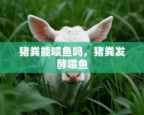 猪粪能喂鱼吗，猪粪发酵喂鱼