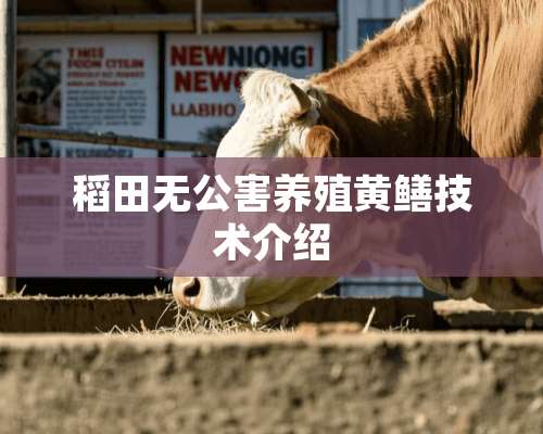 稻田无公害养殖黄鳝技术介绍