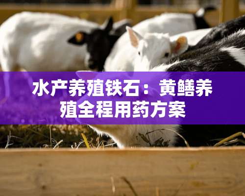 水产养殖铁石：黄鳝养殖全程用药方案