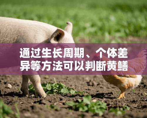 通过生长周期、个体差异等方法可以判断黄鳝性别