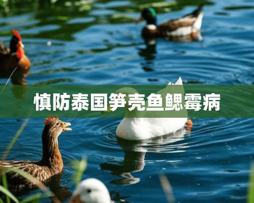 慎防泰国笋壳鱼鳃霉病