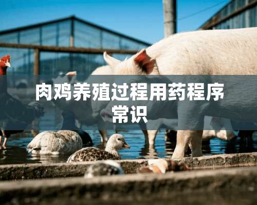 肉鸡养殖过程用药程序常识