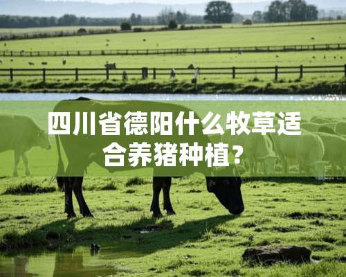 四川省德阳什么牧草适合养猪种植？