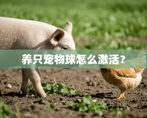 养只宠物球怎么激活？