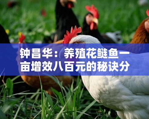 钟昌华：养殖花鲢鱼一亩增效八百元的秘诀分享