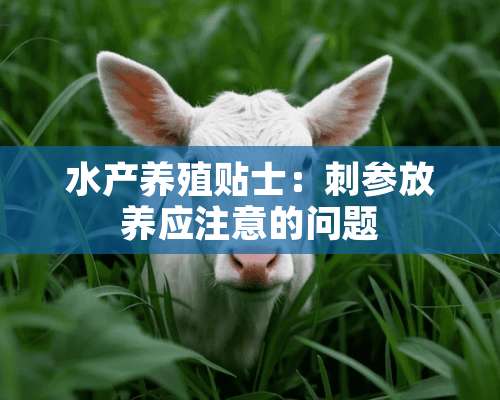 水产养殖贴士：刺参放养应注意的问题