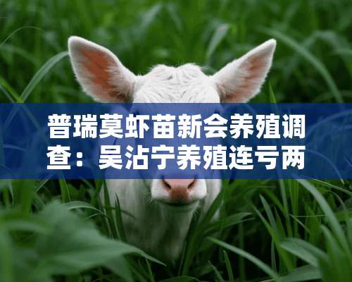 普瑞莫虾苗新会养殖调查：吴沾宁养殖连亏两年后获丰收