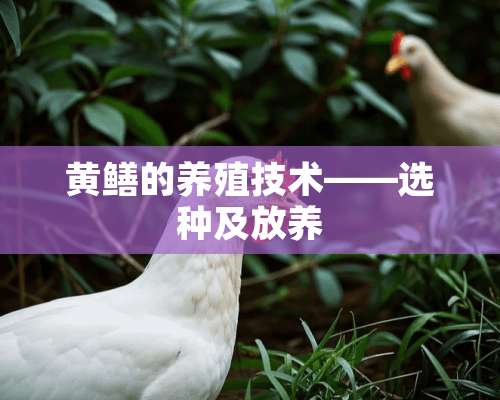 黄鳝的养殖技术——选种及放养