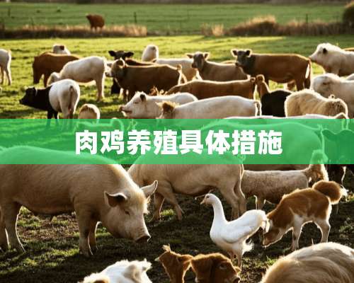 肉鸡养殖具体措施