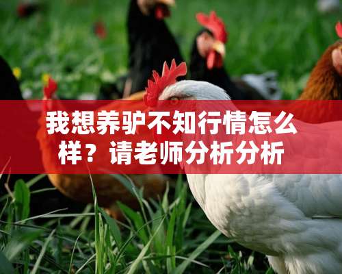 我想养驴不知行情怎么样？请老师分析分析