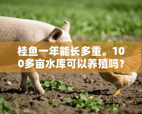 桂鱼一年能长多重。100多亩水库可以养殖吗？