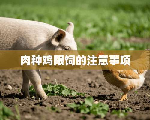 肉种鸡限饲的注意事项