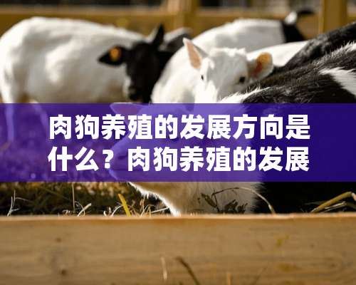 肉狗养殖的发展方向是什么？肉狗养殖的发展方向介绍