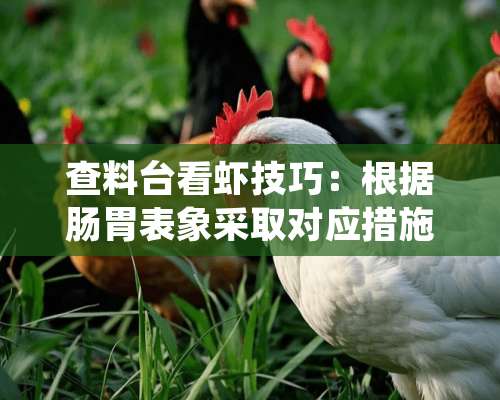 查料台看虾技巧：根据肠胃表象采取对应措施，保障对虾健康生长