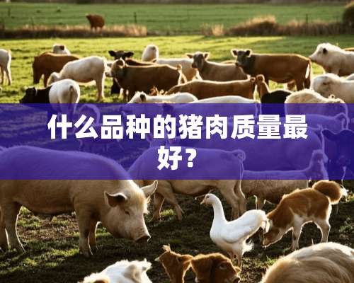 什么品种的猪肉质量最好？