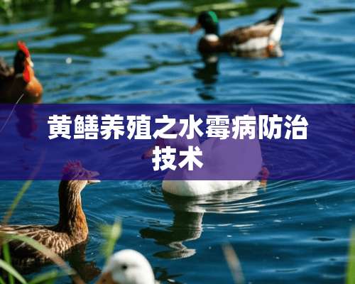 黄鳝养殖之水霉病防治技术