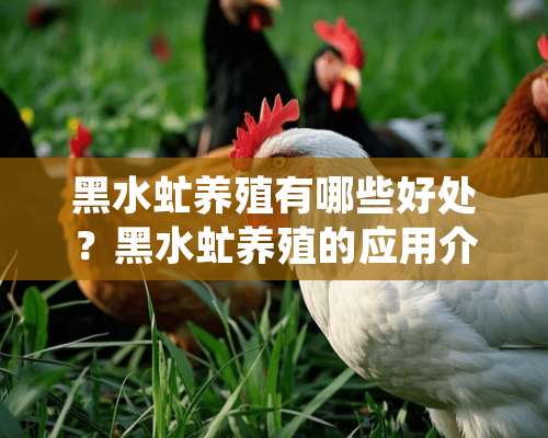 黑水虻养殖有哪些好处？黑水虻养殖的应用介绍