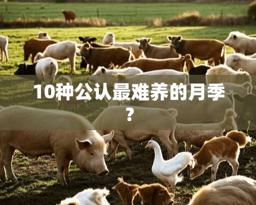 10种公认最难养的月季？