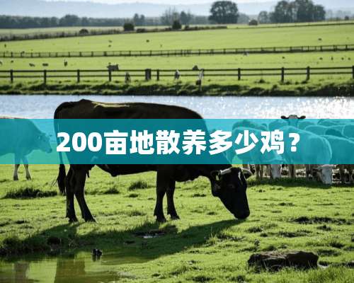 200亩地散养多少鸡？