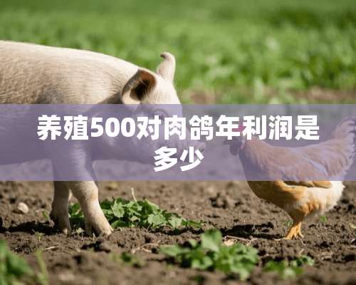 养殖500对肉鸽年利润是多少