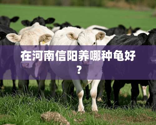 在河南信阳养哪种龟好？