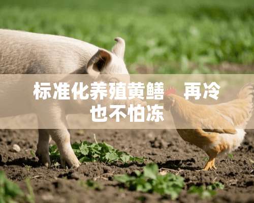 标准化养殖黄鳝　再冷也不怕冻