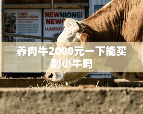 养肉牛2000元一下能买到小牛吗