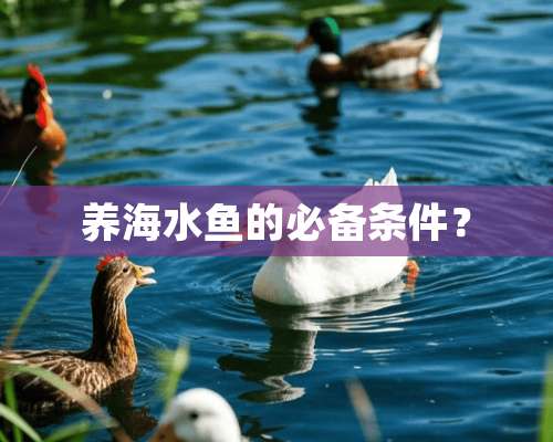 养海水鱼的必备条件？