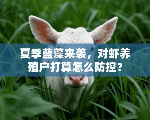 夏季蓝藻来袭，对虾养殖户打算怎么防控？