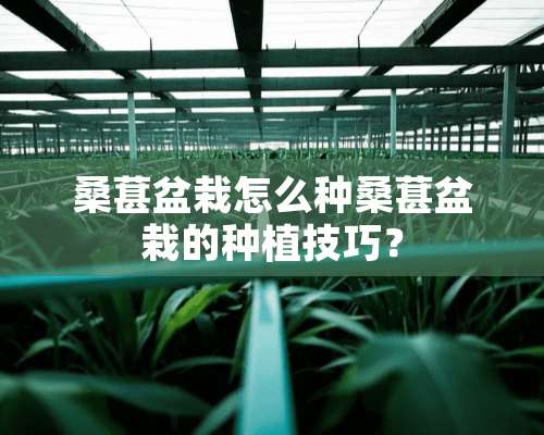 桑葚盆栽怎么种桑葚盆栽的种植技巧？