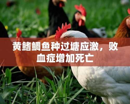 黄鳍鲷鱼种过塘应激，败血症增加死亡