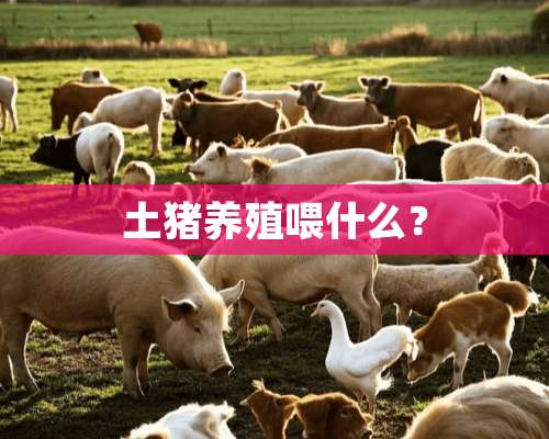 土猪养殖喂什么？