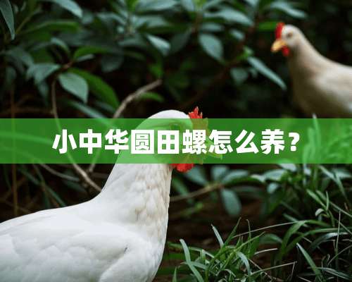 小中华圆田螺怎么养？