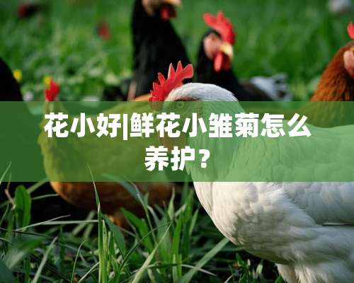 花小好|鲜花小雏菊怎么养护？