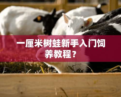 一厘米树蛙新手入门饲养教程？