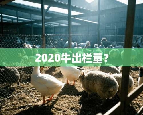 2020牛出栏量？