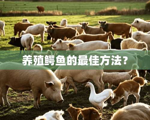 养殖鳄鱼的最佳方法？