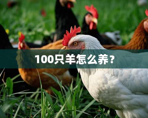 100只羊怎么养？