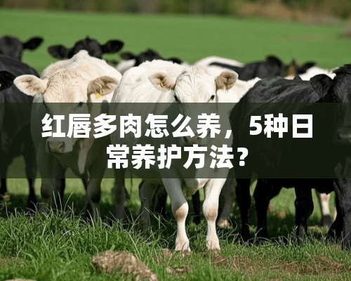 红唇多肉怎么养，5种日常养护方法？