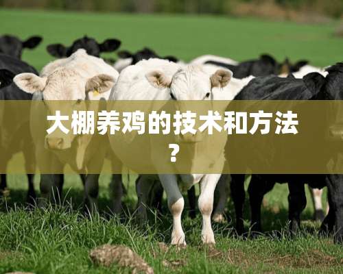 大棚养鸡的技术和方法？