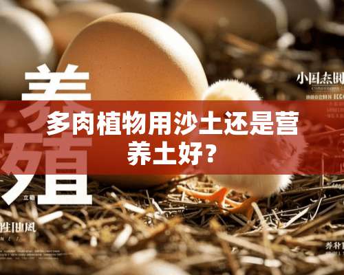 多肉植物用沙土还是营养土好？