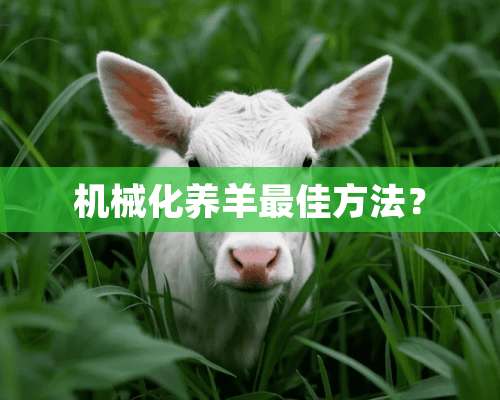 机械化养羊最佳方法？